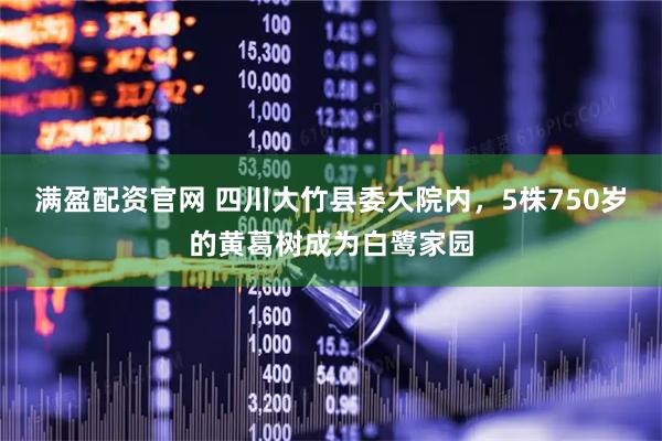满盈配资官网 四川大竹县委大院内，5株750岁的黄葛树成为白鹭家园